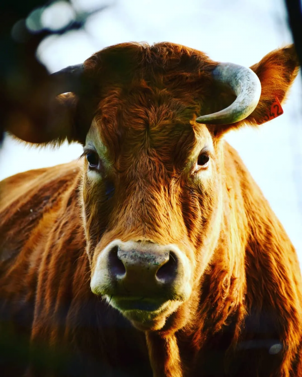 關於牛,全都是好看的 關於牛,全都是好看的