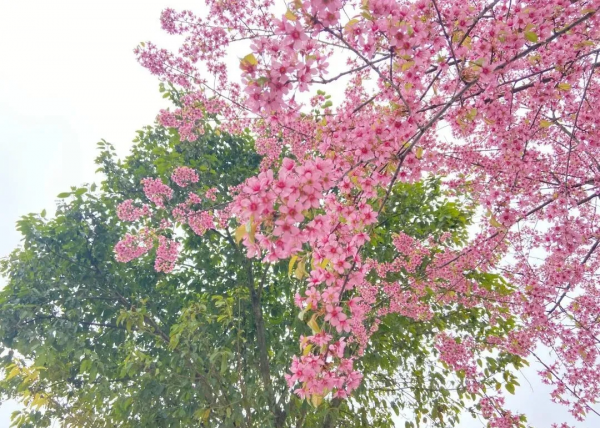 速來打卡！青龍湖超美冬櫻花上線~