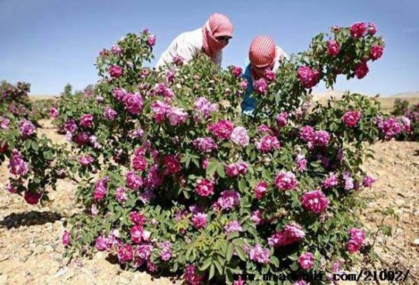 我向往的城市之大馬士革----地上的天堂