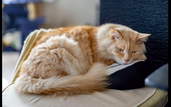 病重流浪貓倒在門口，可能貓財兩空的情況下，男子依然選擇救治它