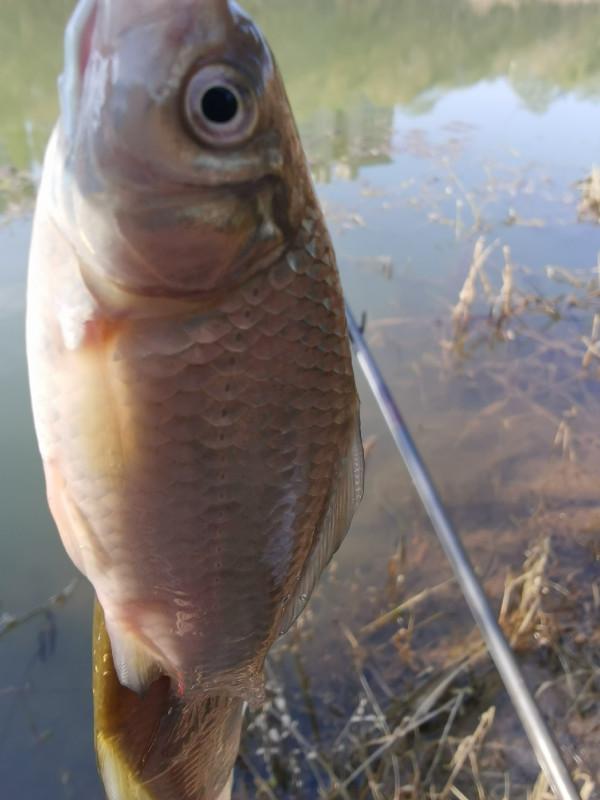 [十週年亅艱難釣魚路,我用妙招撬開鯽魚口 [十週年亅艱難釣魚路,我用妙招撬開鯽魚口