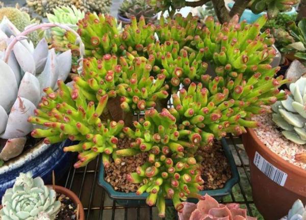 這4款“招財”多肉，家裡再窮都得養，好養活又漂亮