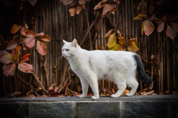 小嶽嶽：你知道我為了紅有多努力嗎？
