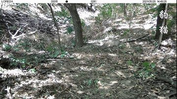 前方高萌！海淀竟有超多“神奇生物”出沒……