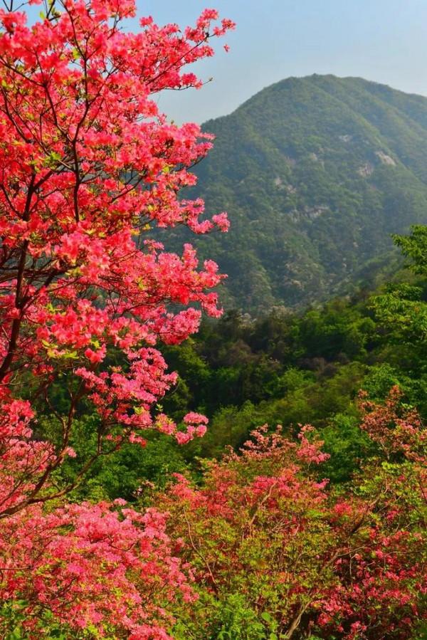 英山天馬寨杜鵑花海