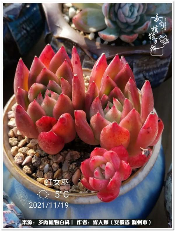 因多肉遇見滿滿的愛和美好，有多肉相伴，歲月生香