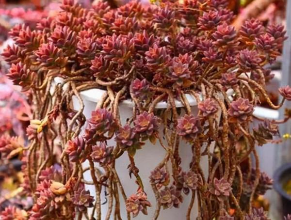 多肉植物 | 多肉個個都是老樁 多肉植物 | 多肉個個都是老樁