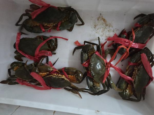 湛江漁民，捕撈到海上霸主，直接剪掉漁網，一隻賣了五百塊錢