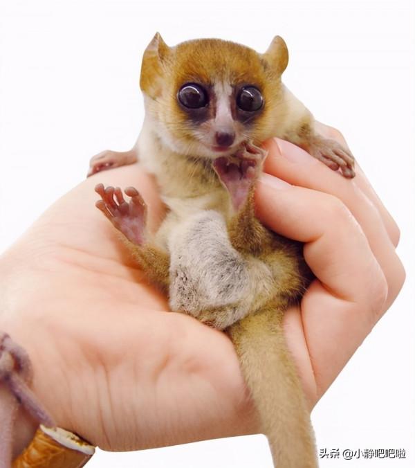 你不知道的20條國家冷知識——“奇妙的”馬達加斯加