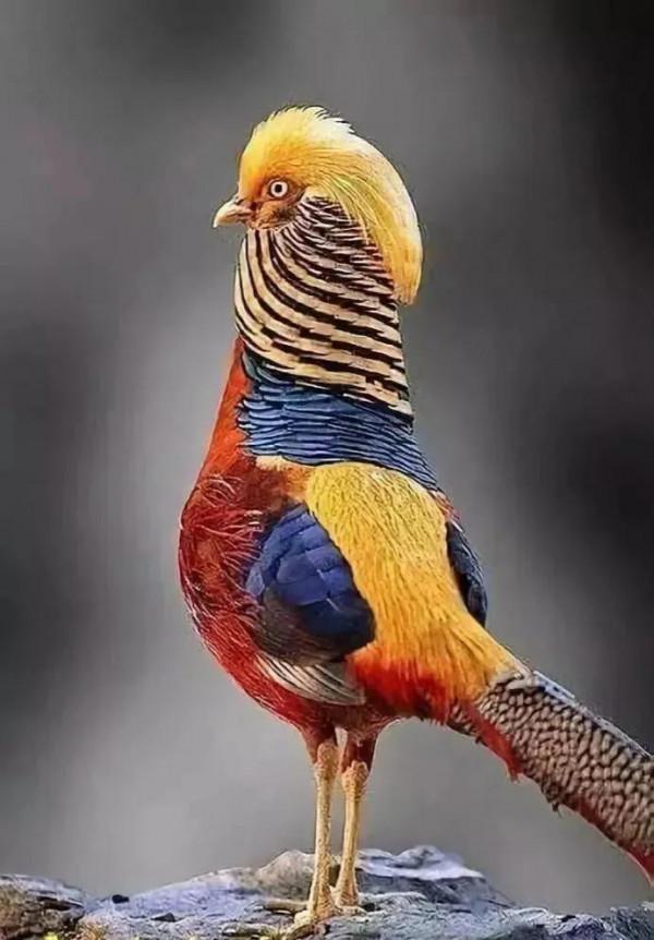 33種美麗的鳥欣賞 33種美麗的鳥欣賞