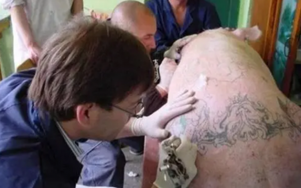 比利時男子給活豬紋身,豬皮被香奈兒做成限量版包,輕鬆賺得50萬 比利時男子給活豬紋身,豬皮被香奈兒做成限量版包,輕鬆賺得50萬