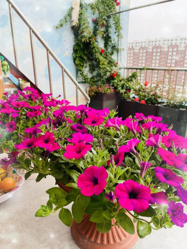 空中花園成就了我的夢想