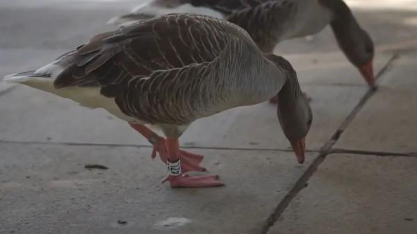 “惹不起”的鴨子，大學裡的網紅