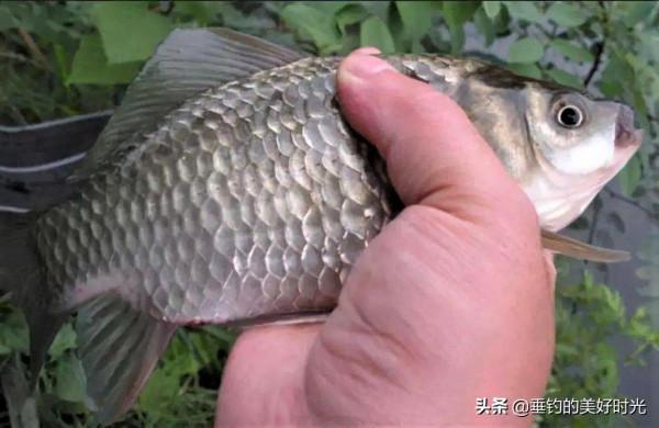 冬季天冷釣鯽魚,是釣靈還是釣鈍?出現這幾種漂相,揚竿可中魚 冬季天冷釣鯽魚,是釣靈還是釣鈍?出現這幾種漂相,揚竿可中魚