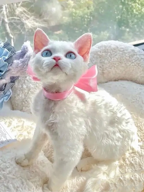 想養不“爛大街”的貓，可以選這幾種，基本很少人養