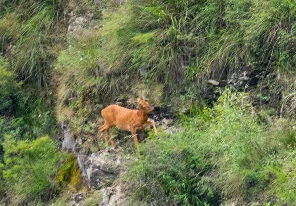 房山區霞雲嶺等地頻現野狍子 房山區霞雲嶺等地頻現野狍子