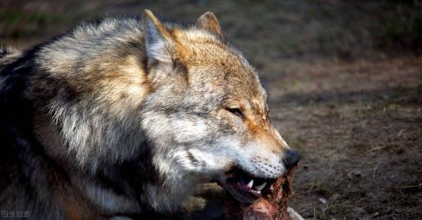 母狼進村把嬰兒“偷”進山洞，卻沒有吃他，竟把他養成了“狼孩”