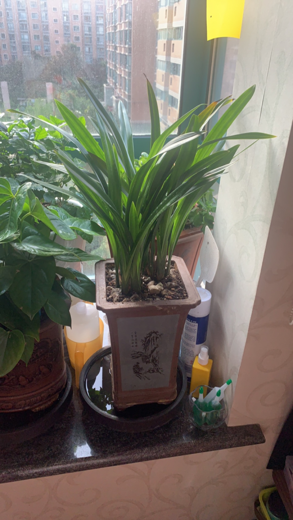 養花總是爛根，澆水千萬管住手，現在越幹才越“安全”