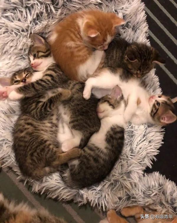 “喜當爹!好傢伙生了8只小奶貓!” “喜當爹!好傢伙生了8只小奶貓!”