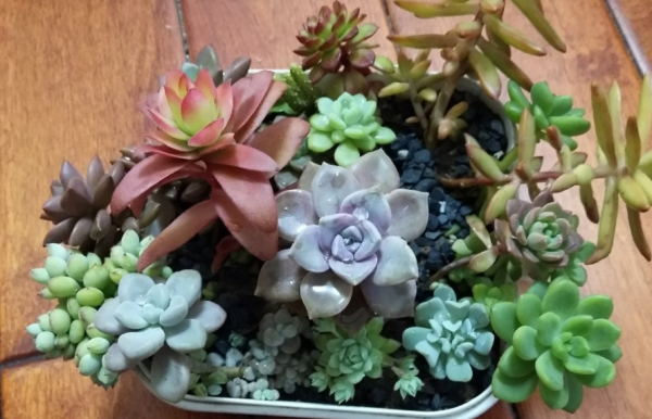 冬天想要養好多肉，需多仔細這4個基礎要點