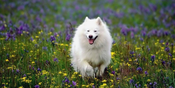 新手養狗指南：想養中型犬的看過來，這5種狗非常棒