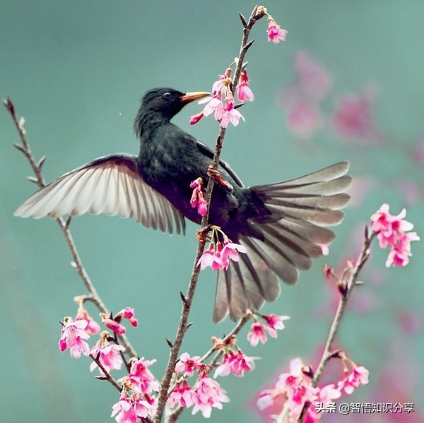 漂亮小鳥在等你欣賞，愛不釋手，萌得可愛