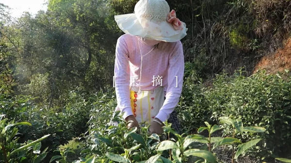 祁門紅茶製作工藝