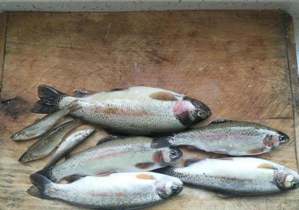 河北釣友深山溪流釣起許多“兇猛怪魚”,大的一斤多,野生虹鱒? 河北釣友深山溪流釣起許多“兇猛怪魚”,大的一斤多,野生虹鱒?