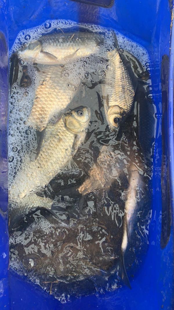 盤點冬天野釣好用的新增劑，便宜且效果好（用量及用法）