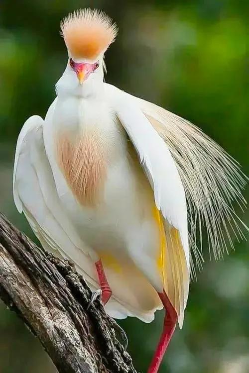 分享：全世界稀有色彩斑斕的鳥兒，太漂亮了