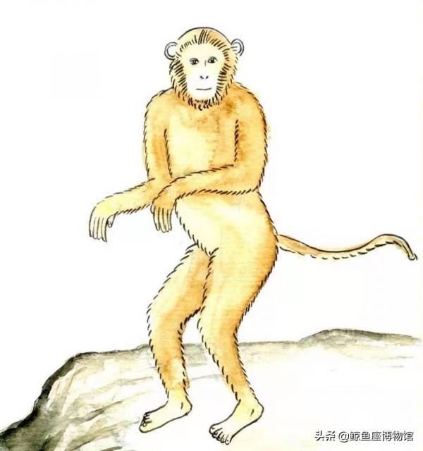 《山海經》裡的奇珍異獸，吃了以後會怎樣？