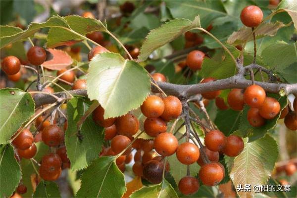 童年回憶中的10種野果,現在越來越少了,你還記得幾種呢? 童年回憶中的10種野果,現在越來越少了,你還記得幾種呢?