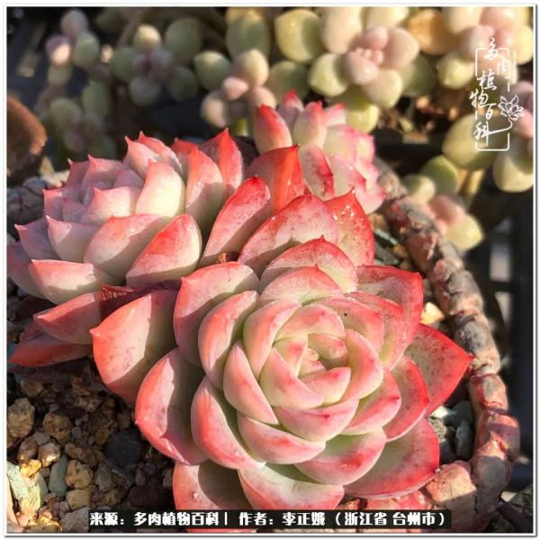 我的多肉，我的小世界