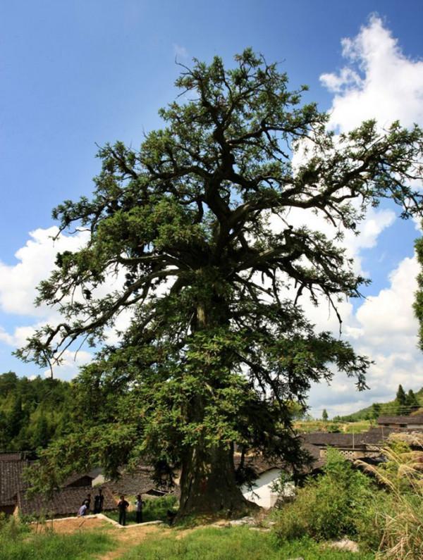 12株“中國最美古樹”圖鑑 12株“中國最美古樹”圖鑑