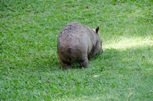 這個澳洲土肥圓紅了！靠拉粑粑和賣萌圈粉眾多，卻發現原來是社恐
