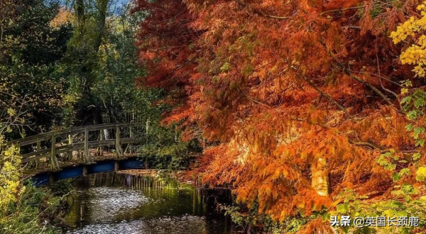 你還記得深秋英國的樣子嗎?若你還在,與你共享 你還記得深秋英國的樣子嗎?若你還在,與你共享