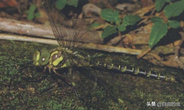 蜻蜓目之長者頭蜓