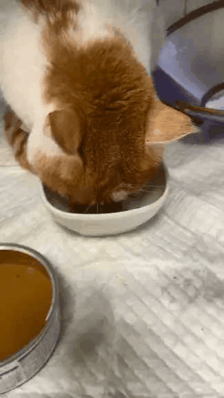 貓咪便秘，居然要動手術？這麼可怕嗎？