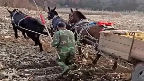 童年(1)—驢 童年(1)—驢