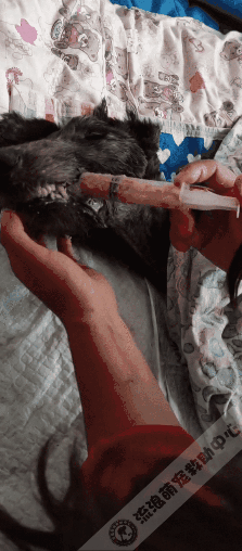 救助人患癌離世,留下3000多隻毛孩子,僅剩口糧撐不過一個星期 救助人患癌離世,留下3000多隻毛孩子,僅剩口糧撐不過一個星期