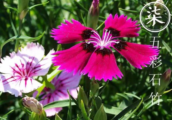 養花日常之五彩石竹