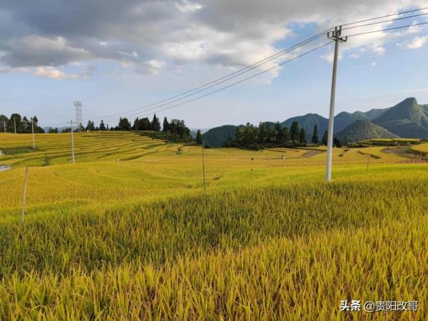 貴定臘利梯田黃了，農業觀光異常火爆