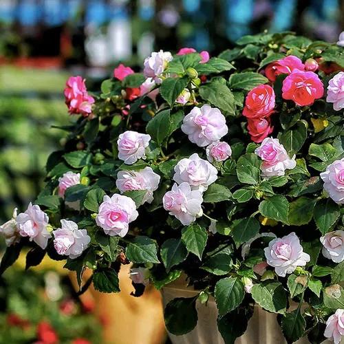 分享圖片，重瓣鳳仙花