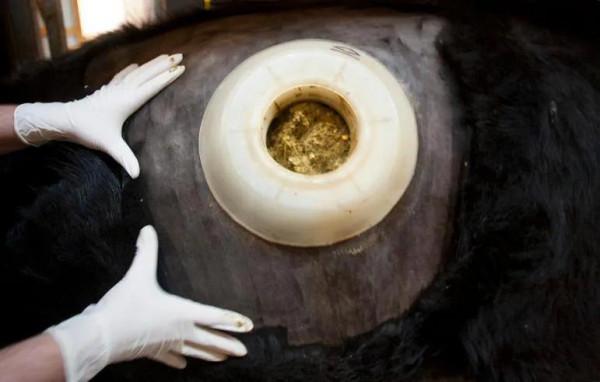 美國人在牛身上&OpenCurlyDoubleQuote;開天眼&rdquo;用來當&OpenCurlyDoubleQuote;搖錢樹&rdquo;？