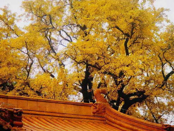 一入秋，南京就成了金陵