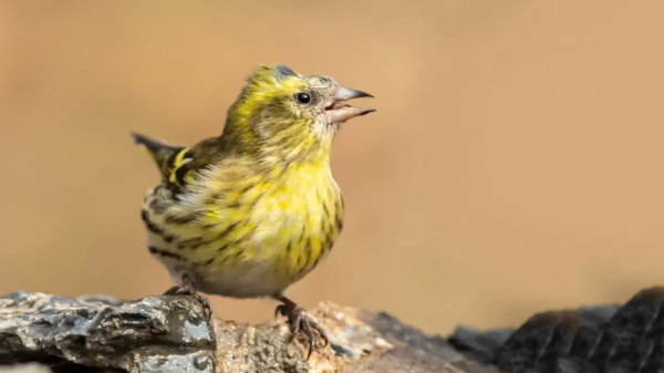 山西鳥類圖鑑|黃雀 山西鳥類圖鑑|黃雀
