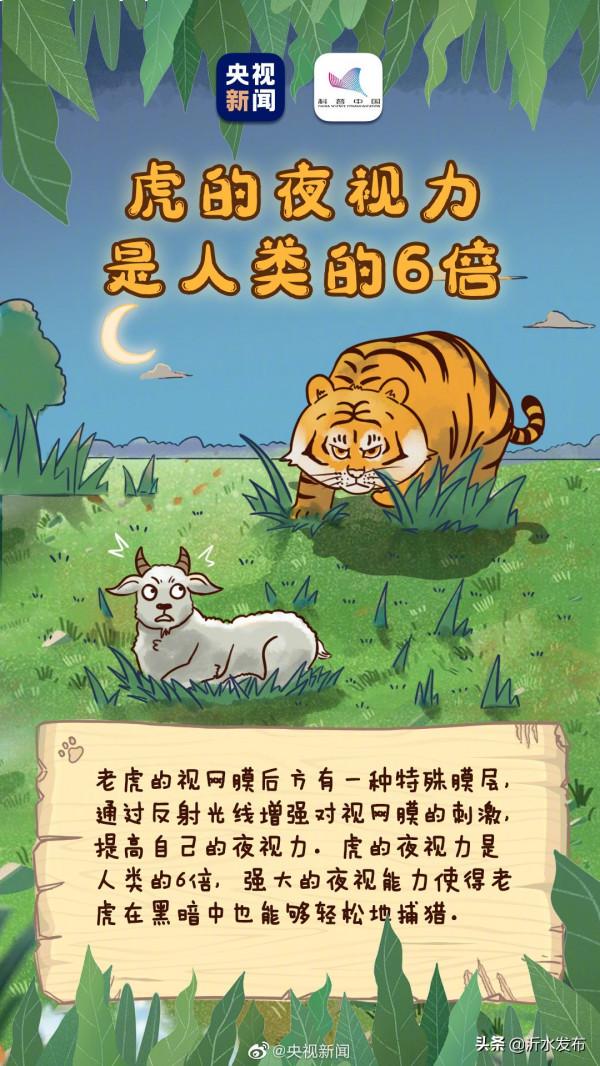 老虎剃掉毛髮依然擁有條紋衫