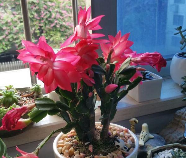 9種“懶人花”，適合小盆養，管得“少”一些，才能多開花