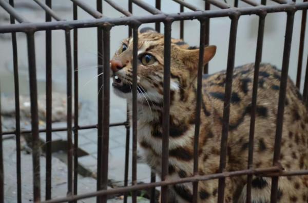 曾被人當“貓”養,殊不知是“石虎”,消失多年,如今出現在廣東 曾被人當“貓”養,殊不知是“石虎”,消失多年,如今出現在廣東