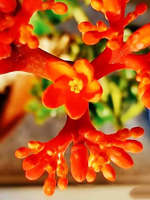 佛肚海棠,株形奇特,一年四季花開不斷,是室內盆栽的佳品 佛肚海棠,株形奇特,一年四季花開不斷,是室內盆栽的佳品